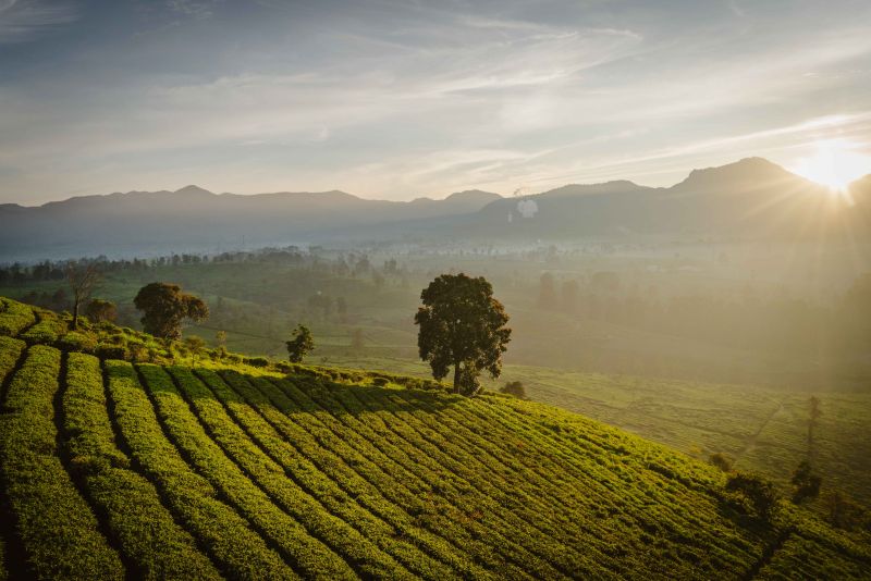 Twinings Unveils New ESG Strategy in 2025 Sustainability Report