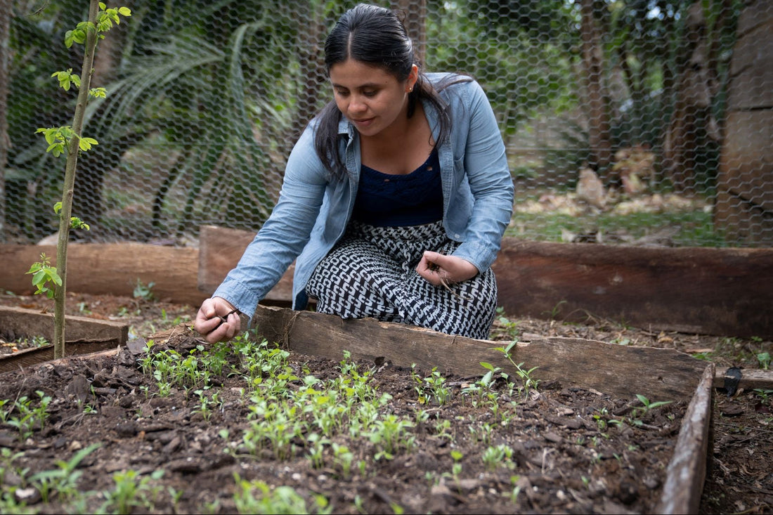 Mercy Corps and Twinings Conclude Partnership Supporting Cardamom Producers in Guatemala