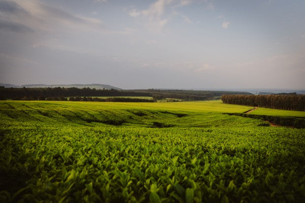 Twinings’ Net-Zero Emissions Targets get SBTi Seal of Approval