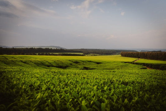 Twinings’ Net-Zero Emissions Targets get SBTi Seal of Approval